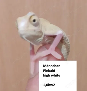Piebald Jemen Chamäleon Babys low und high white