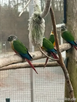 Gelbseitenrotschwanzsittich