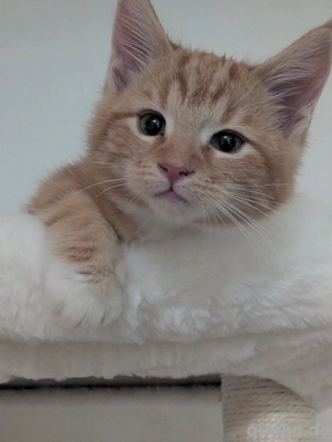 2 Edelmix Maine Coon BKH Kitten Geschwisterpärchen