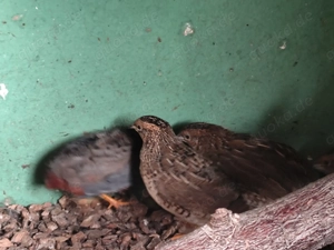 Chinesische Zwergwachteln 