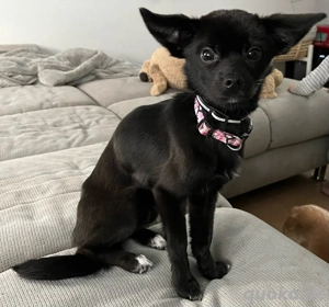 Luna sucht neues Für Immer Körbchen