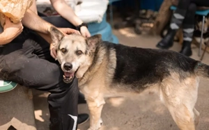 Liebenswerter Pechvogel Leopold braucht Hilfe nach Unfall