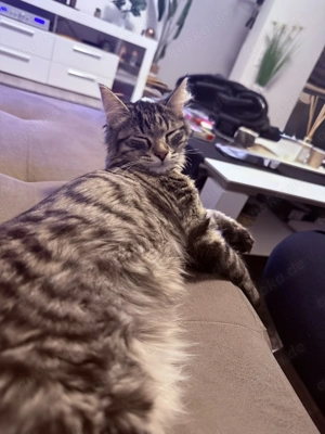 Kater Chivas mit ganzem zubehör