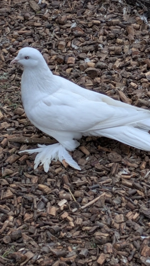 Gabelschwanz Trommeltauben  Bild 3