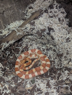 2x Albino amel Kornnattern (Männlich und weiblich) +Terrarium 130x80x80+ eine Menge Zubehör 