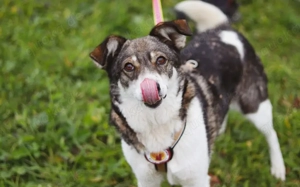 Liebenswerte Prea sucht ihr Altersruhe-Körbchen Bild 8