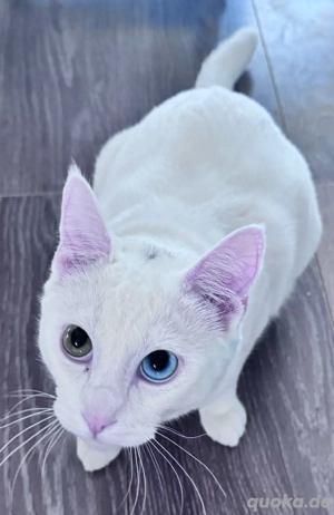 Ausergewöhnlicher Kater Türkisch Van Mix 