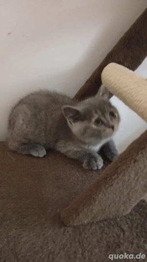 BHK kitten 10 Wochen alt suchen neues Zuhause 