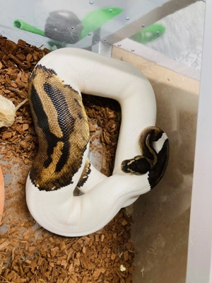 Zucht-Pärchen Königspython Pieds zu verkaufen