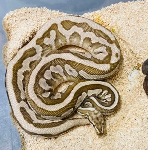 Zucht Mann Königspython Lazzer zu verkaufen