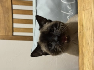 Siamkater Smokey sucht ein neues Zuhause