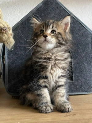Maine Coon Käter nur eine noch