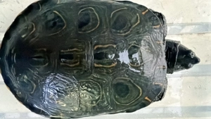 Kinnfleck-Schmuckschildkröten (Trachemys callirostris)