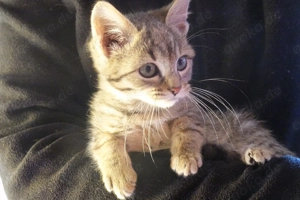 Verschmuste Katzenbabys , British Mix Kitten , tabby , tiger