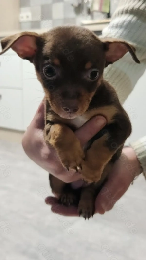 Reinrassige Prager Rattler Welpen 