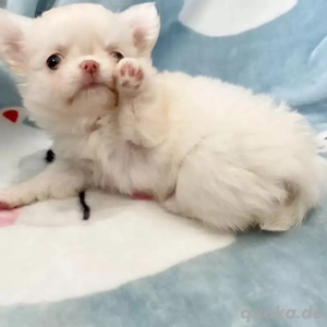 super süß Chihuahua  welpen