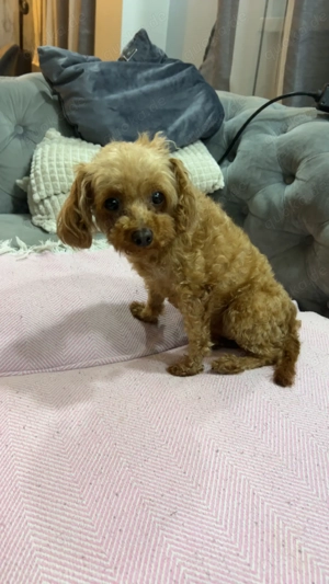 Pudel Toy Zwerg Hündin 