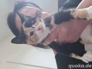 katzen suchen neues Zuhause