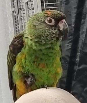 Gebe 2 grüne Kongopapageien ab