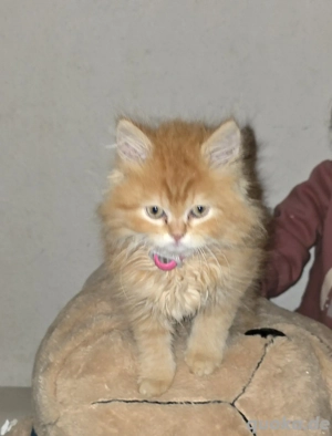 BLH Britisch Langhaar kitten Männchen Rot (Abholbereit)