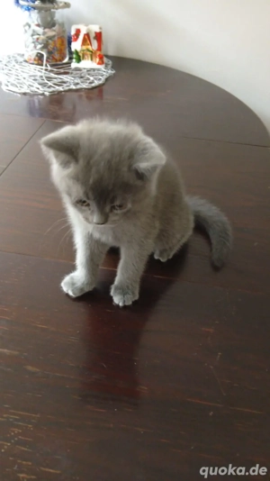 BKH Kitten Grau 10 Wochen alt 
