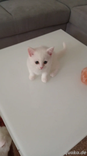 BKH Kitten Weiß 10 Wochen alt 