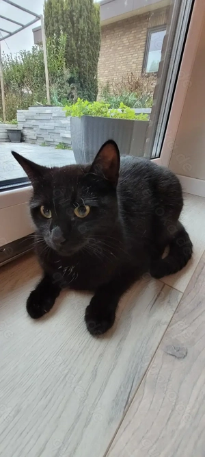 Schwarzer Kater  Freddy  sucht ein liebevolles Zuhause