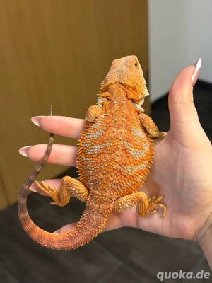 Red Hypo High Blue Tiger Männchen 6 Monate