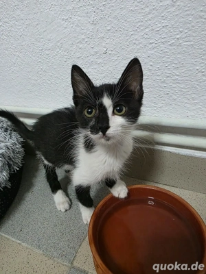 Kitten Katze Tierschutz Bundesweite Vermittlung 