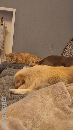 Hallo ich sucht für mich ein Katze 