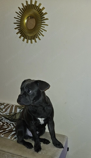 LOKI sucht neues Zuhause