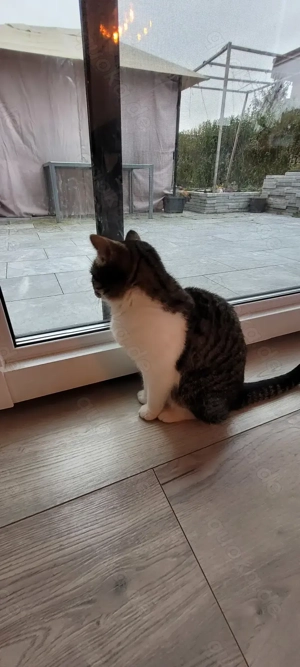 Liebevolle Kätzin  Beauty  sucht ein neues Zuhause