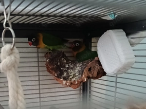 Agaporniden Schwarzköpfchen -Weibchen,UMTAUSCH