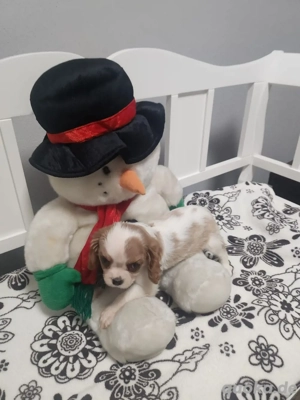 kavalier king kharles welpen