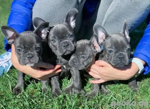 Französische Bulldogge welpen