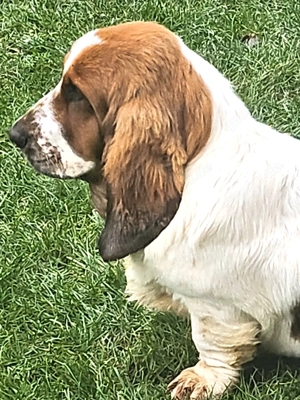 Basset Hound Hündin braun weiß 6 Monate alt