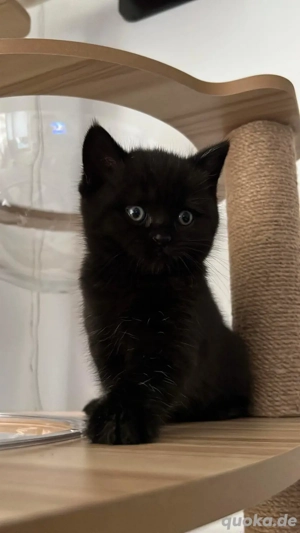 Bkh Kitten british short hair black
