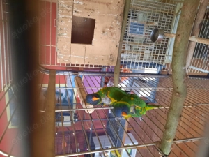 Verkaufe Gebirgslori 