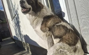 Zauberhafte Angel sucht ein Zuhause Bild 2