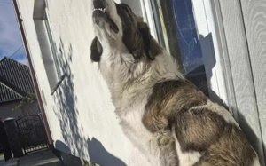 Zauberhafte Angel sucht ein Zuhause Bild 5