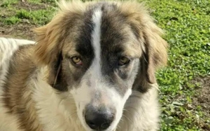 Zauberhafte Angel sucht ein Zuhause Bild 6