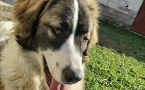 Zauberhafte Angel sucht ein Zuhause Bild 4