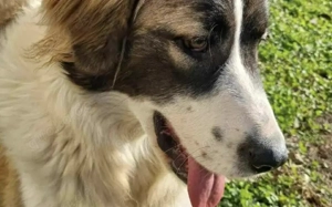 Zauberhafte Angel sucht ein Zuhause Bild 3