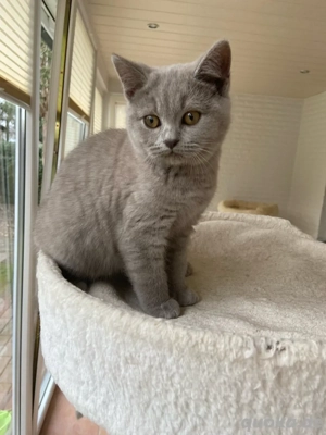 Britisch Kurzhaar Kitten