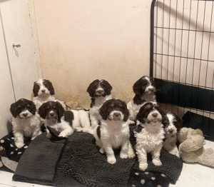 Lagotto   Englische Springer Spaniel 