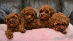 Pudelwelpen suchen liebevolle Familien.