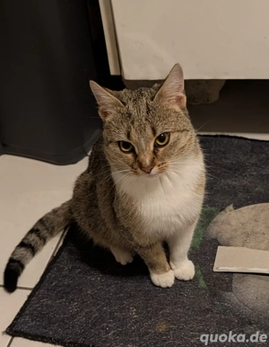Europäische Kurzhaar 