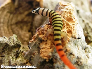 Suche Sphaerodactylus   Kugelfingergeckos