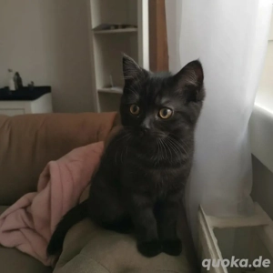 gebe mein baby kater 