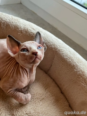 Canadian Sphynx Mädchen mehrfarbig!!!